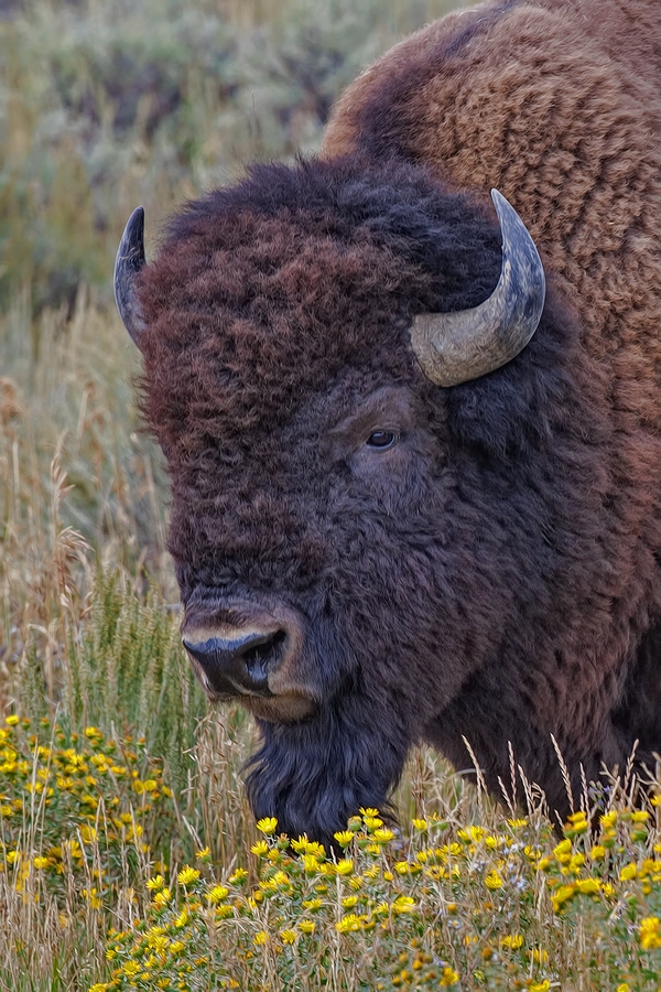 Plains Bison (Male), Gros Ventre Road, Grand Teton National Park, Wyoming