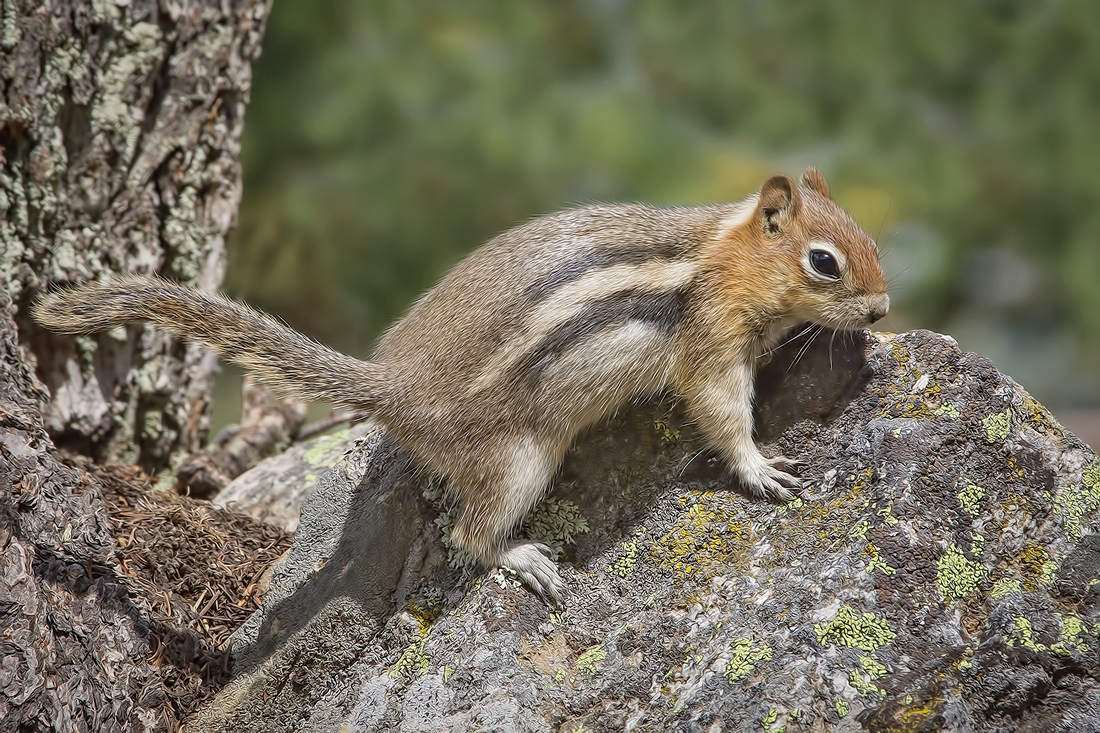 Golden-Mantled Ground Squirrel, Inspiration Point, Grand Teton National Park, Wyoming