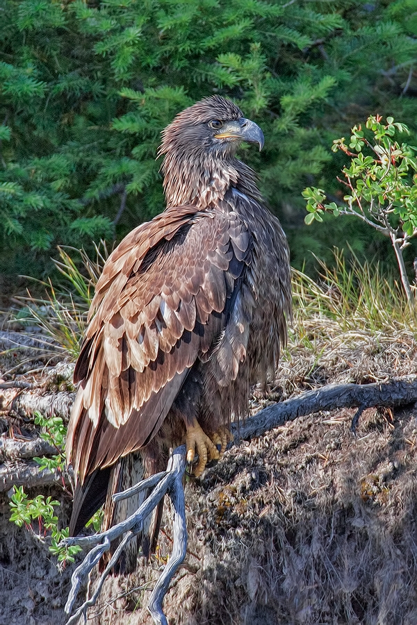 Bald Eagle (Juvenile), Oxbow Bend, Grand Teton National Park, Wyoming