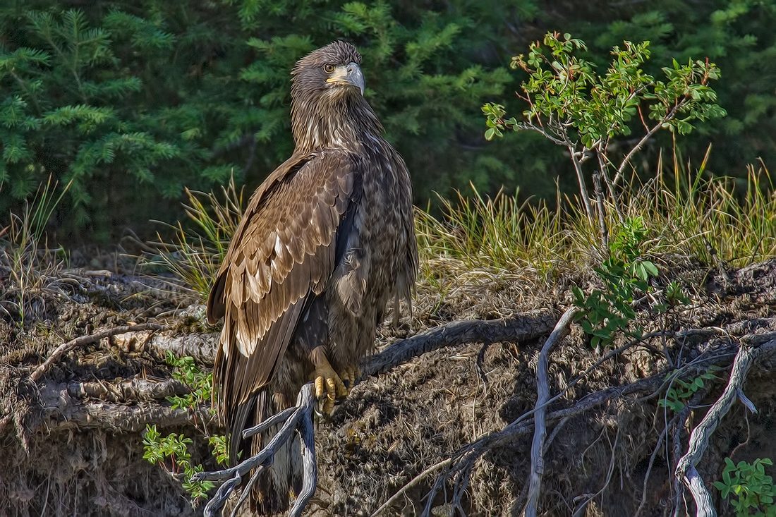 Bald Eagle (Juvenile), Oxbow Bend, Grand Teton National Park, Wyoming