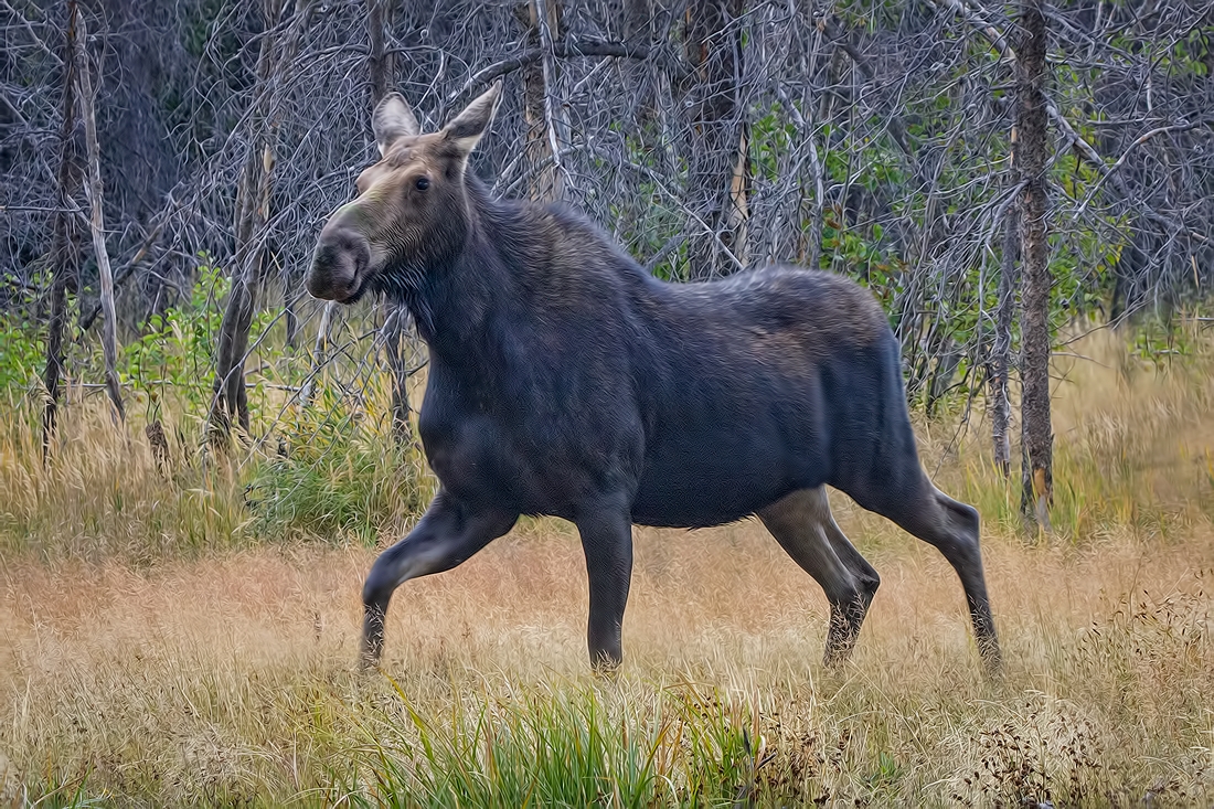 Moose (Female), Wilson Road, Grand Teton National Park, Wyoming