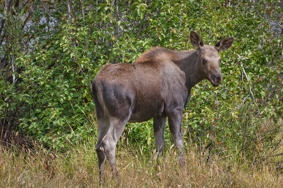 Moose (Female Calf), Wilson Road, Grand Teton National Park, Wyoming