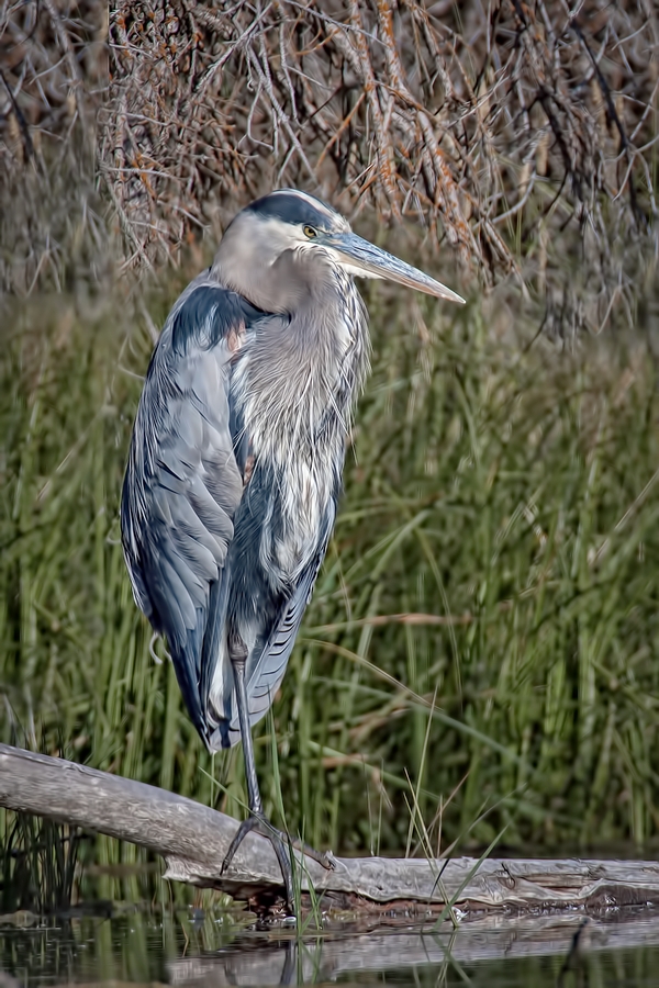 Great Blue Heron, Schwabacher Pond, Grand Teton National Park, Wyoming