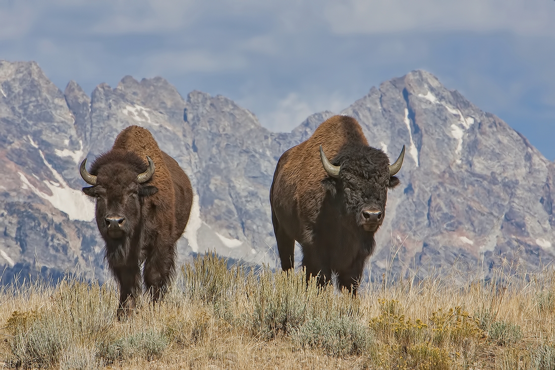 Plains Bison, Gros Ventre Road, Grand Teton National Park, Wyoming