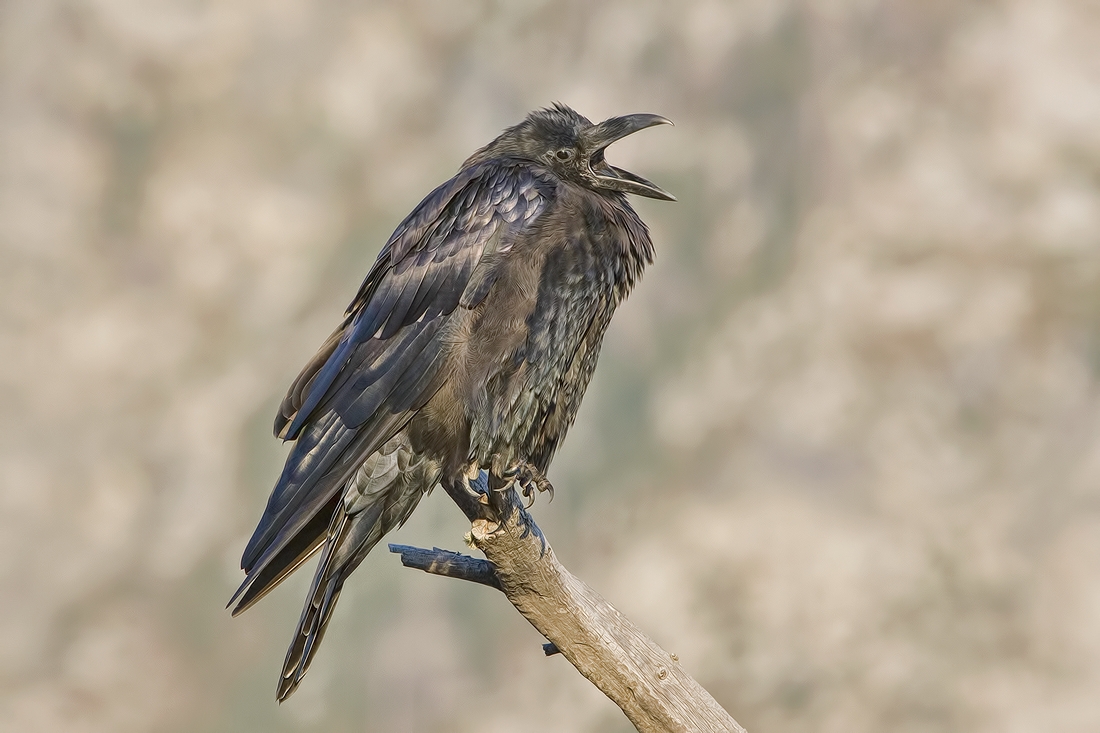 Common Raven, Jenny Lake Road, Grand Teton National Park, Wyoming