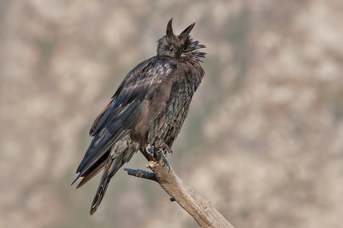 Common Raven, Jenny Lake Road, Grand Teton National Park, Wyoming