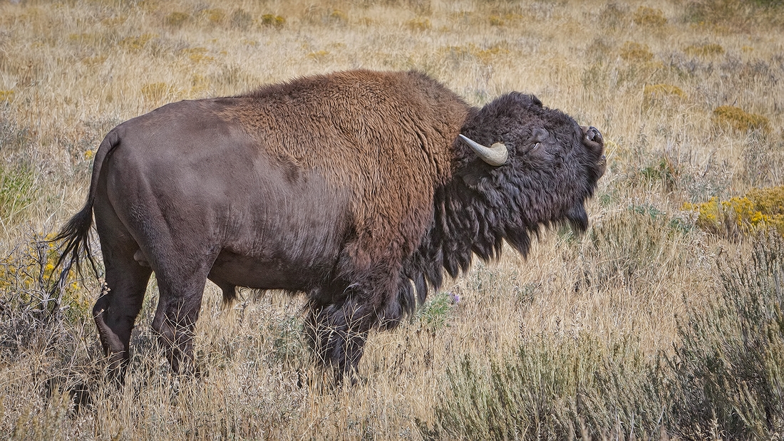 Plains Bison (Male), Gros Ventre Road, Grand Teton National Park, Wyoming