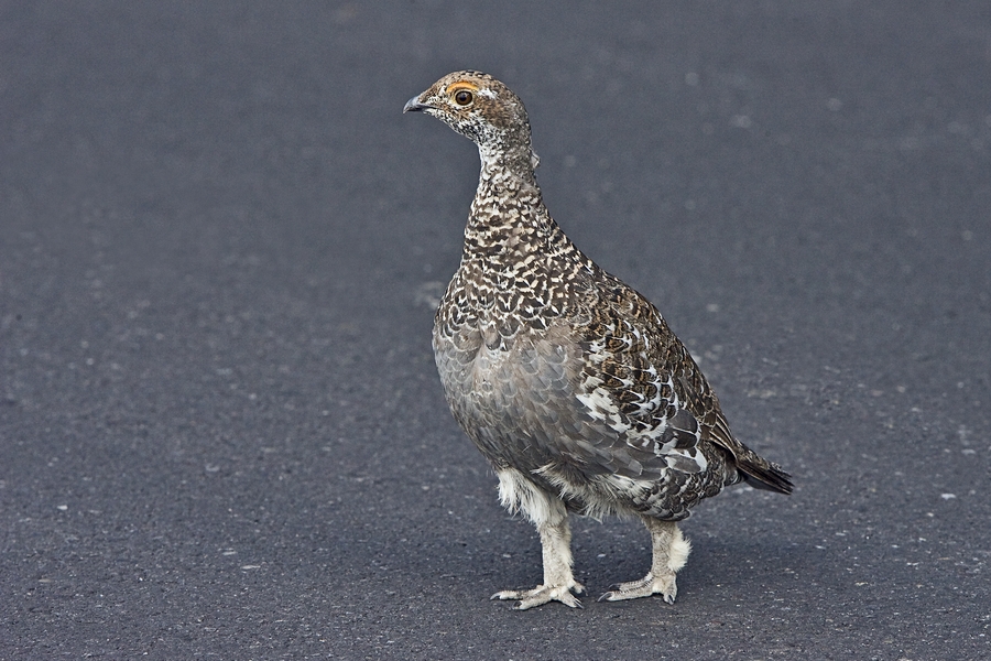 Blue Grouse, Signal Mountain, Grand Teton National Park, Wyoming