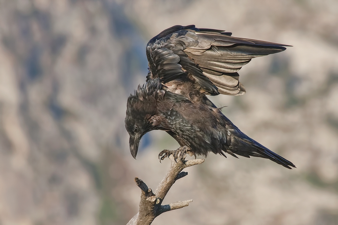 Common Raven, Jenny Lake Road, Grand Teton National Park, Wyoming