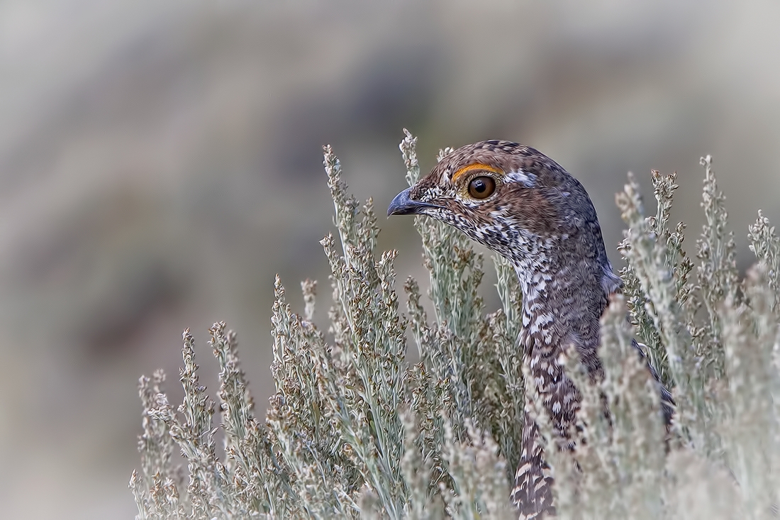 Blue Grouse, Signal Mountain, Grand Teton National Park, Wyoming