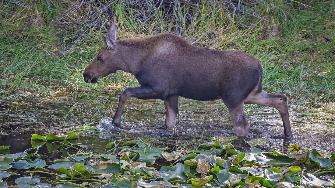 Moose (Female Calf), Christian Pond, Grand Teton National Park, Wyoming