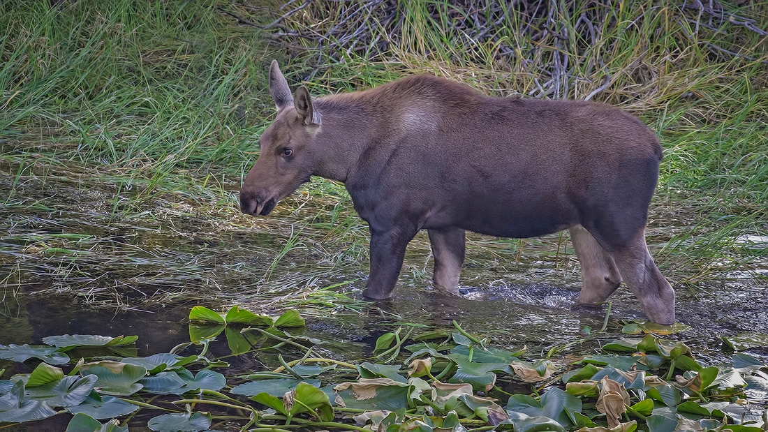 Moose (Female Calf), Christian Pond, Grand Teton National Park, Wyoming