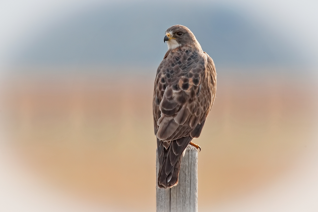 Red-Tailed Hawk, Elk Ranch Flats, Grand Teton National Park, Wyoming