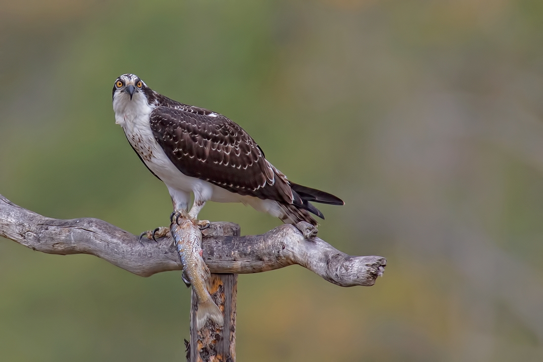 Osprey, Wilson Road, Grand Teton National Park, Wyoming