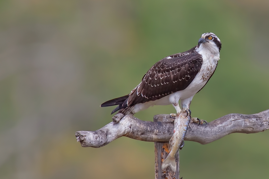 Osprey, Wilson Road, Grand Teton National Park, Wyoming