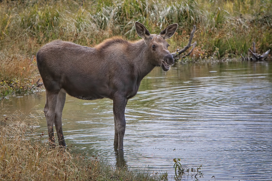 Moose (Female Calf), Wilson Road, Grand Teton National Park, Wyoming