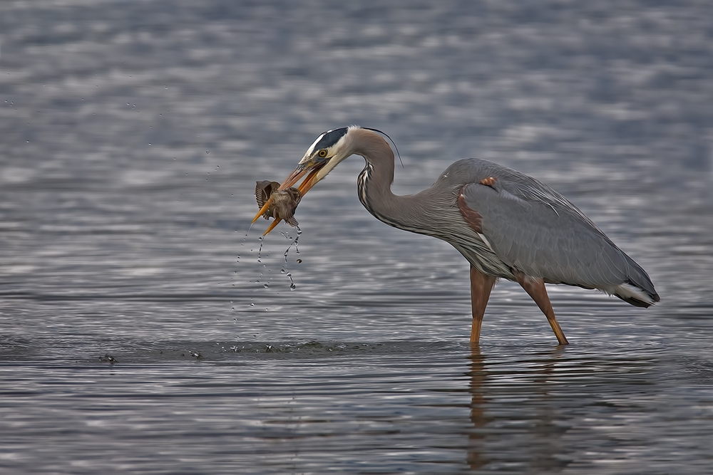 Great Blue Heron, Seabeck Landing, Bainbridge Island, Washington