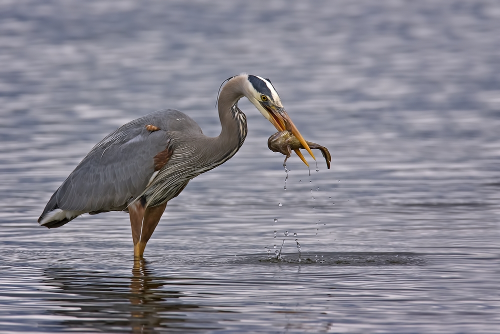 Great Blue Heron, Seabeck Landing, Bainbridge Island, Washington