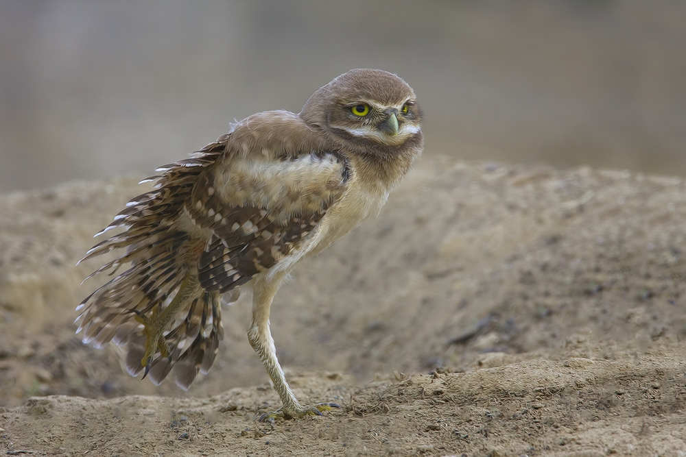 Burrowing Owl (Juvenile), Side Road Off SR17, Near Othello, Washington