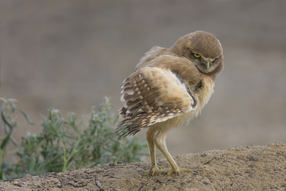 Burrowing Owl (Juvenile), Side Road Off SR17, Near Othello, Washington