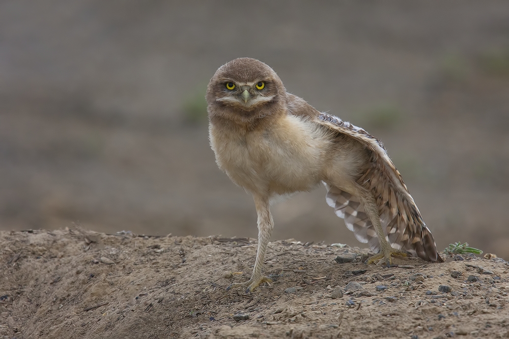 Burrowing Owl (Juvenile), Side Road Off SR17, Near Othello, Washington