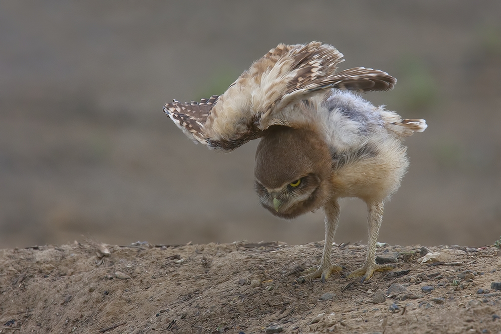 Burrowing Owl (Juvenile), Side Road Off SR17, Near Othello, Washington