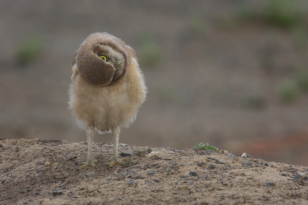 Burrowing Owl (Juvenile), Side Road Off SR17, Near Othello, Washington