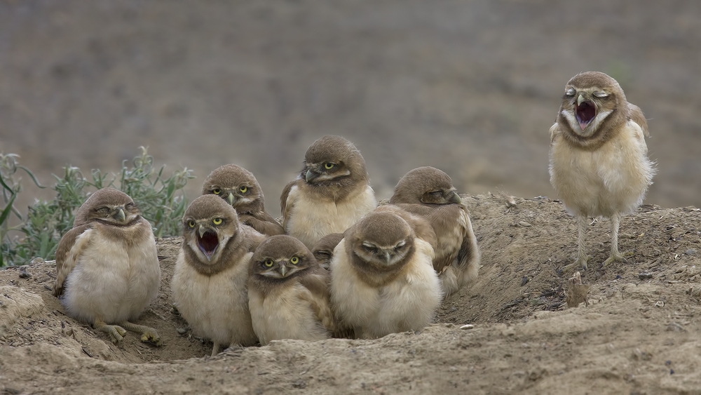 Burrowing Owls (Juvenile), Side Road Off SR17, Near Othello, Washington