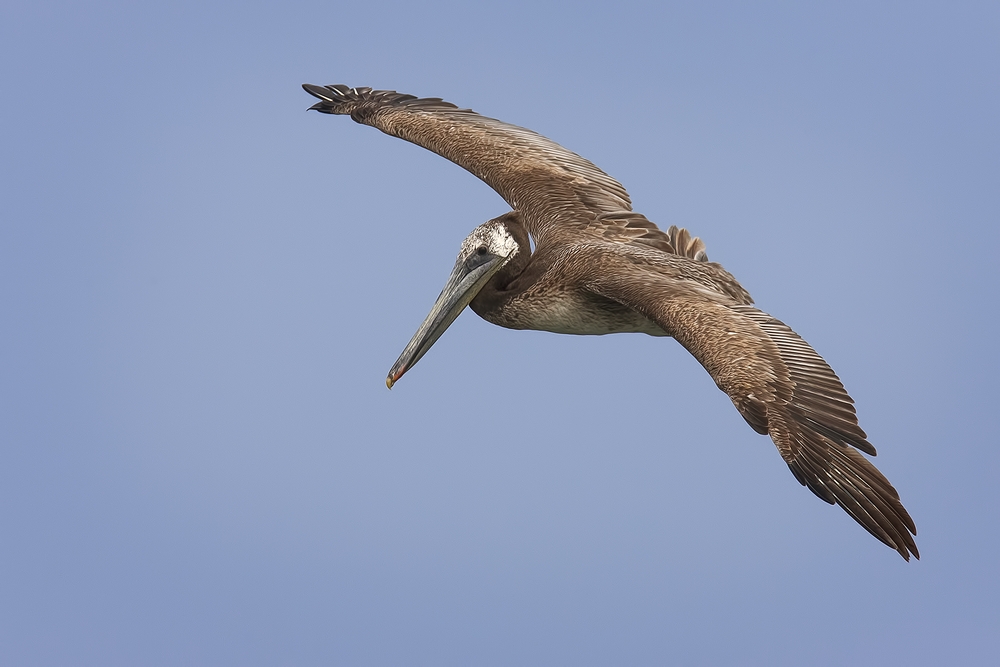 Pacific Brown Pelican (Juvenile),Float 21, Grays Harbor Marina, Westport, Washington