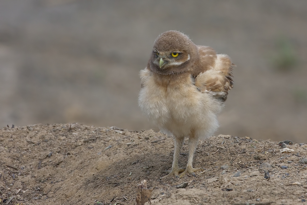 Burrowing Owl (Juvenile), Side Road Off SR17, Near Othello, Washington