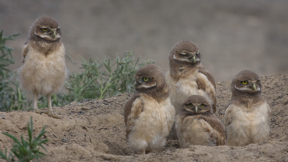 Burrowing Owls (Juvenile), Side Road Off SR17, Near Othello, Washington