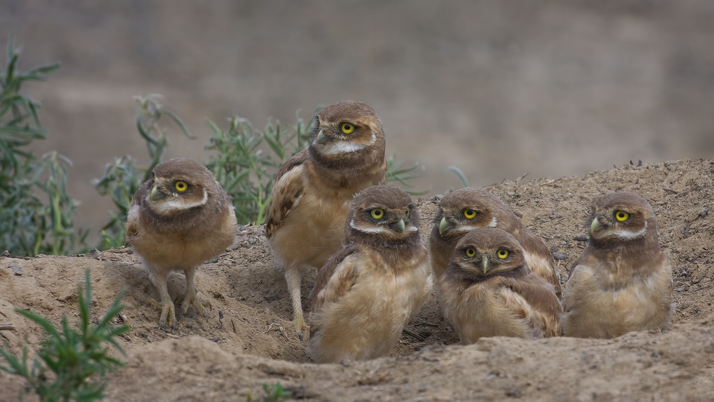 Burrowing Owls (Juvenile), Side Road Off SR17, Near Othello, Washington