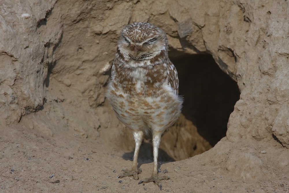 Burrowing Owl, Off Sutton Road, Near Othello, Washington