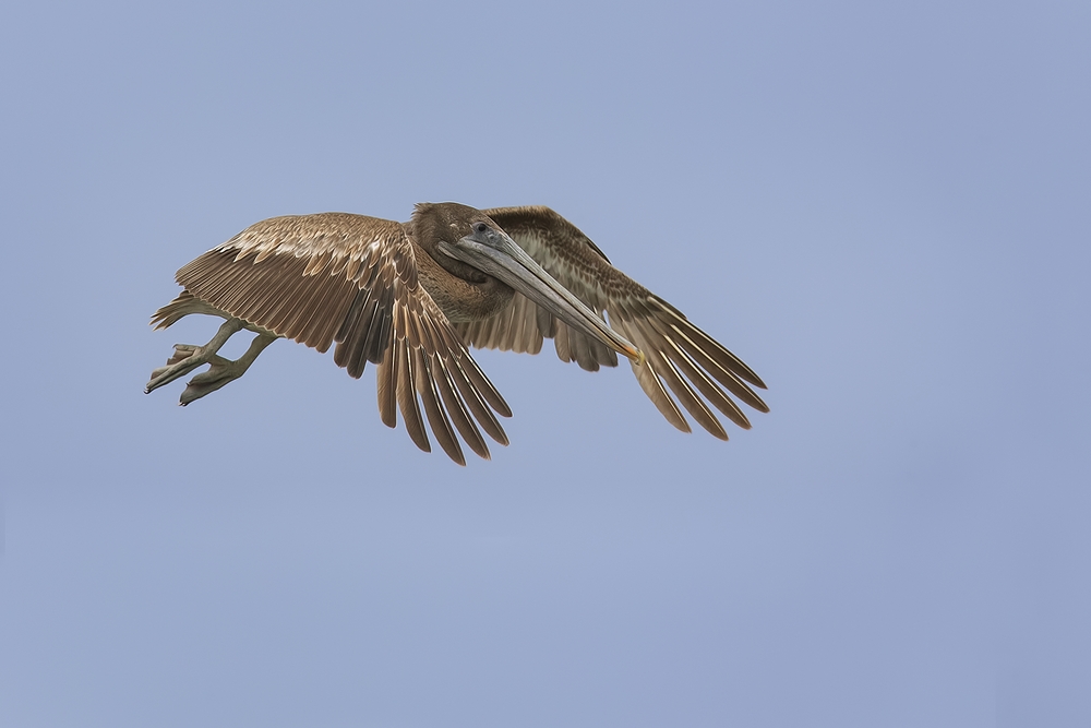 Pacific Brown Pelican (Juvenile),Float 21, Grays Harbor Marina, Westport, Washington