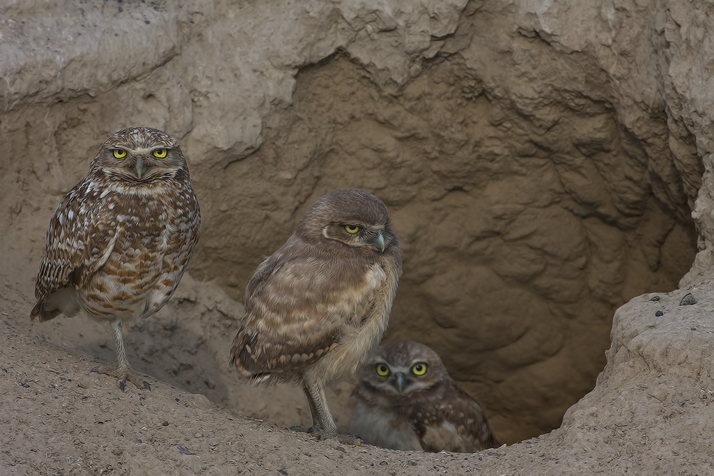 Burrowing Owls, Off Sutton Road, Near Othello, Washington