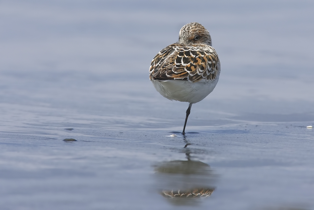 Western Sandpiper, Grayland Beach, Near Westport, Washington