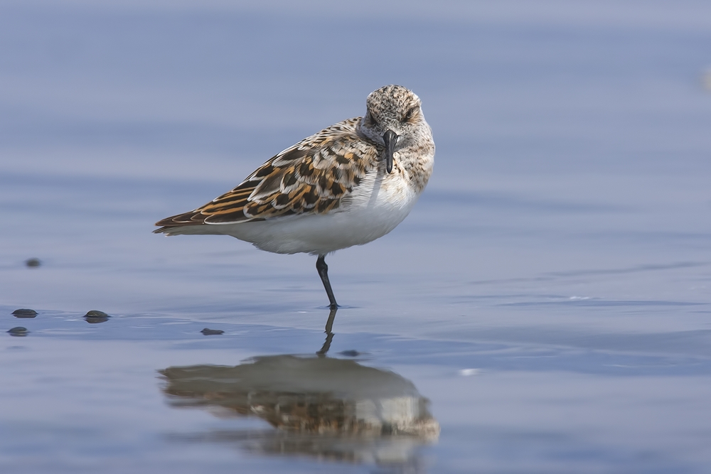 Western Sandpiper, Grayland Beach, Near Westport, Washington