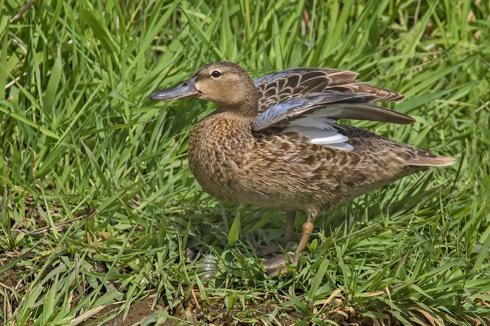 Cinnamon Teal (Female), Ridgefield National Wildlife Refuge, Near Woodland, Washington