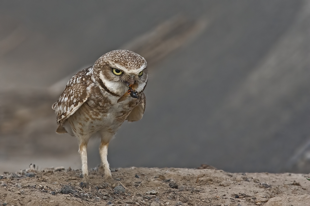 Burrowing Owl, Side Road Off SR17, Near Othello, Washington