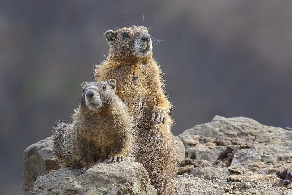 Yellow-Bellied Marmots, Palouse Falls, Near Washtucna, Washington