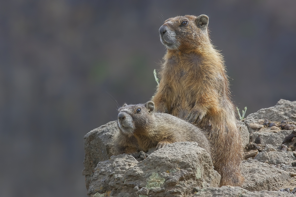 Yellow-Bellied Marmots, Palouse Falls, Near Washtucna, Washington