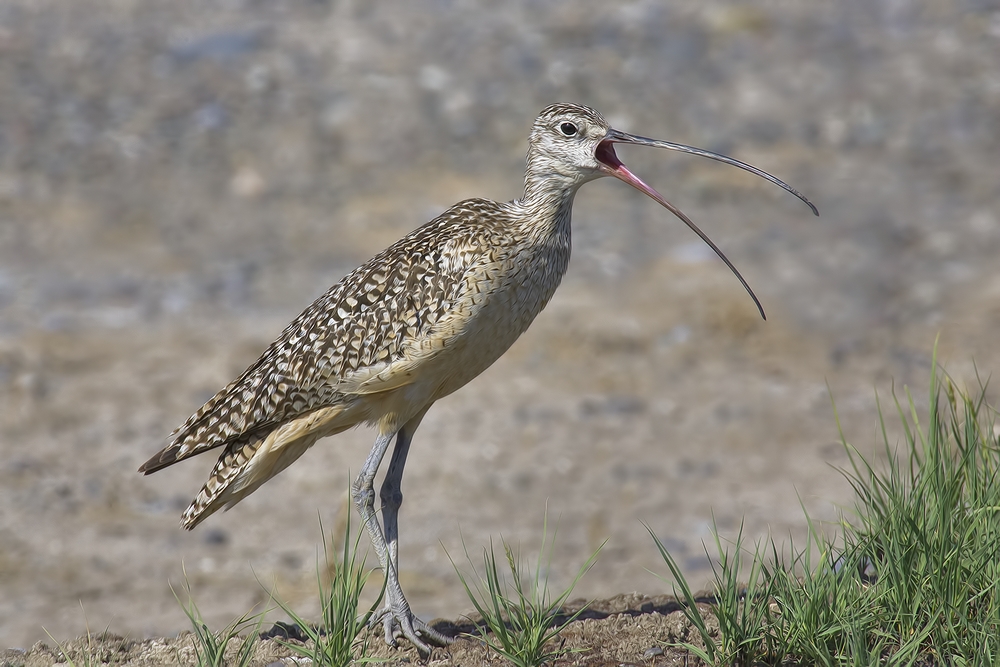 Long-Billed Curlew, Near Toppenish, Washington