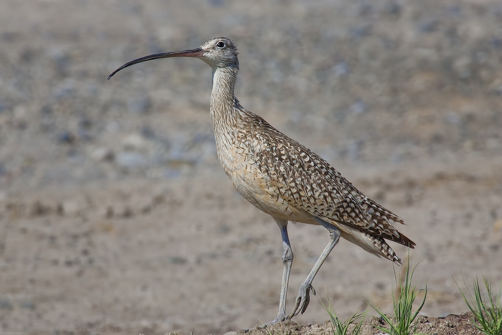 Long-Billed Curlew, Near Toppenish, Washington