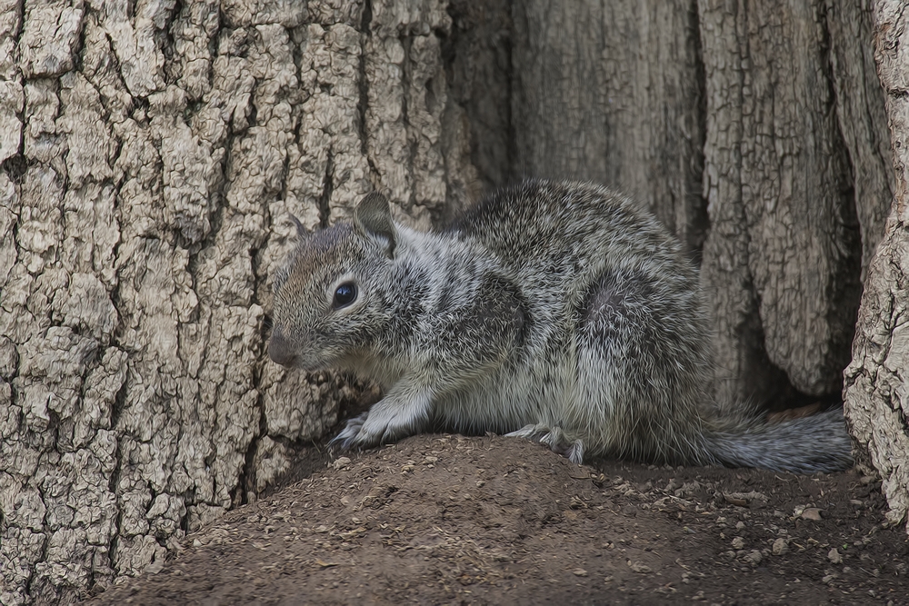 Townsend's "Piute" Ground Squirrel, Fort Simcoe State Park, Near Toppenish, Washington