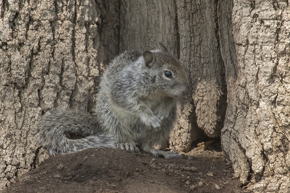 Townsend's "Piute" Ground Squirrel, Fort Simcoe State Park, Near Toppenish, Washington