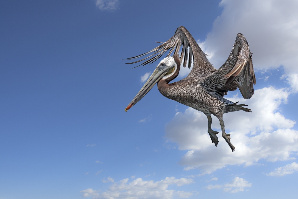 Pacific Brown Pelican, Float 21, Grays Harbor Marina, Westport, Washington