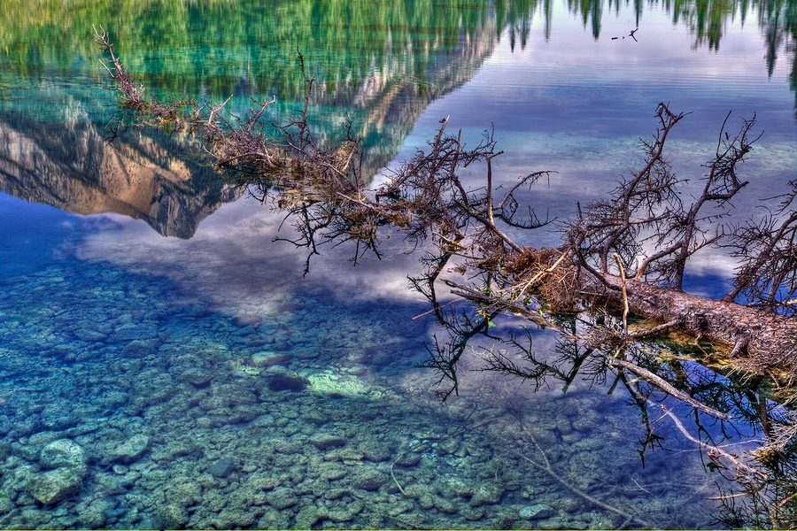 Fallen Timber\n\nMount Lorette Ponds, Kananaskis Country, Alberta\n\n3 September, 2009