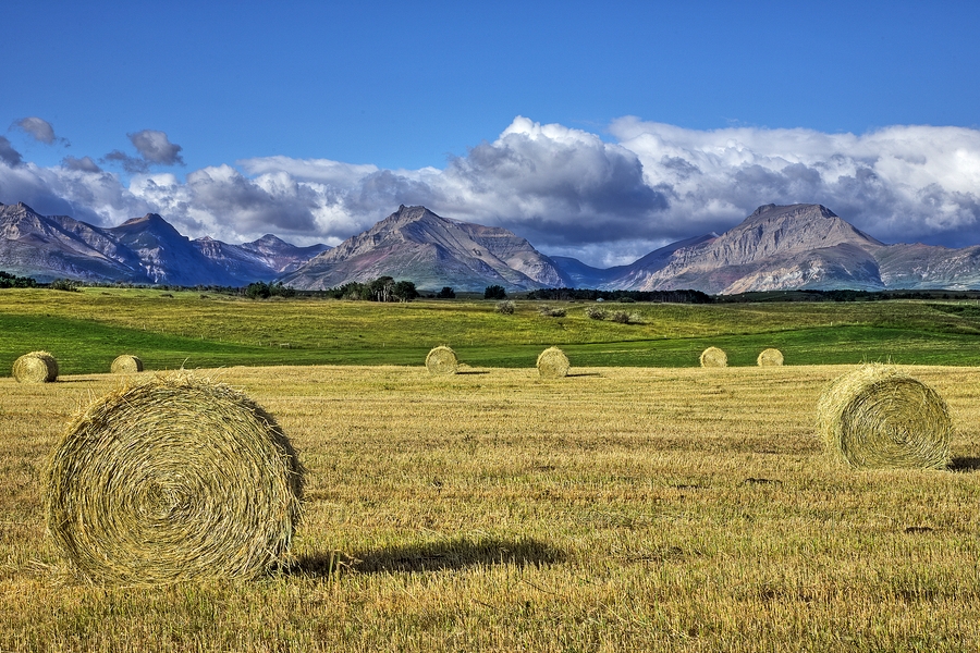 Hay Bales\n\nHighway 6, Near Twin Butte, Alberta\n\n7 September, 2009