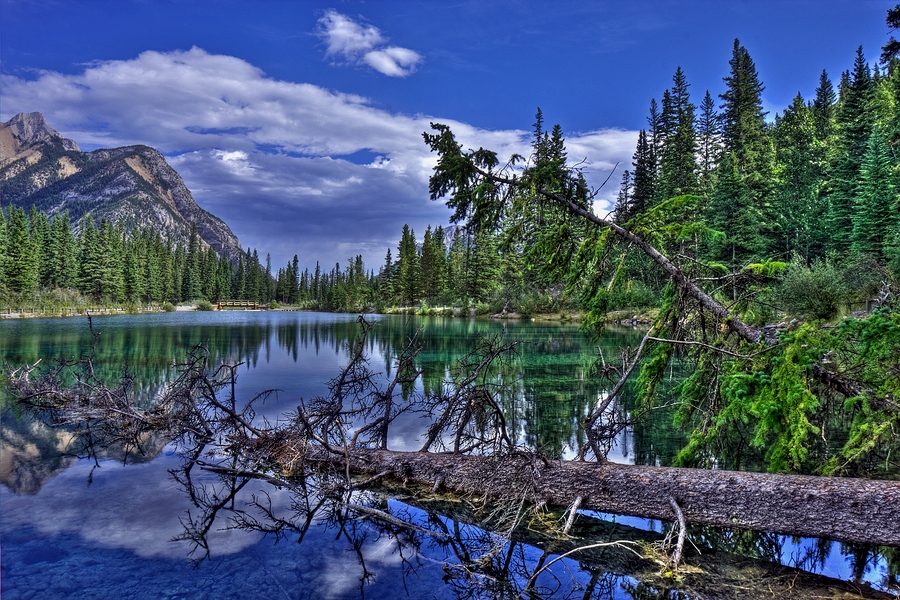 Fallen Timber\n\nMount Lorette Ponds, Kananaskis Country, Alberta\n\n3 September, 2009