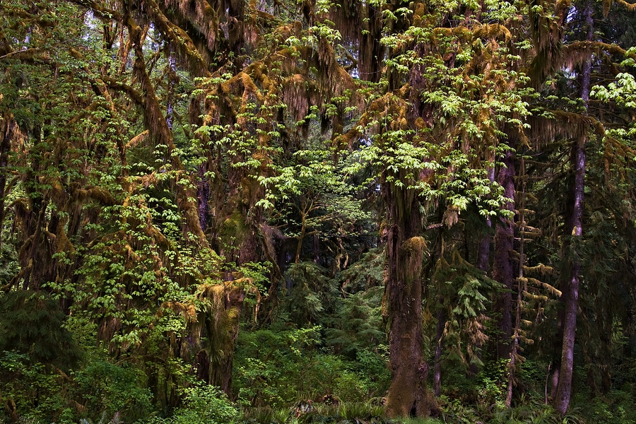 Hoh Rain Forest\n\nOlympic Peninsula, Washington\n\n19 May, 2009